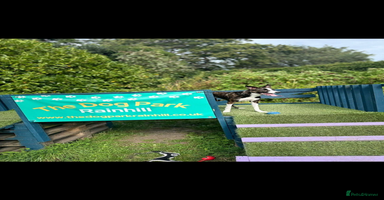 Border Collie dogs Bella  - Advert 7