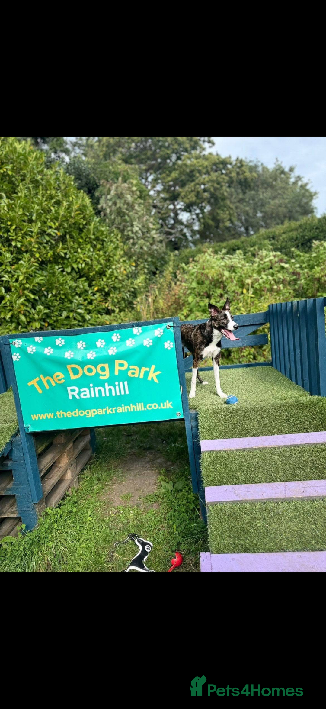 Border Collie dogs for sale: Bella  - Advert 2