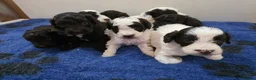 Cockapoo dogs for sale: F1b chocolate & parti roan cockapoos.HEALTH TESTED - Advert 11