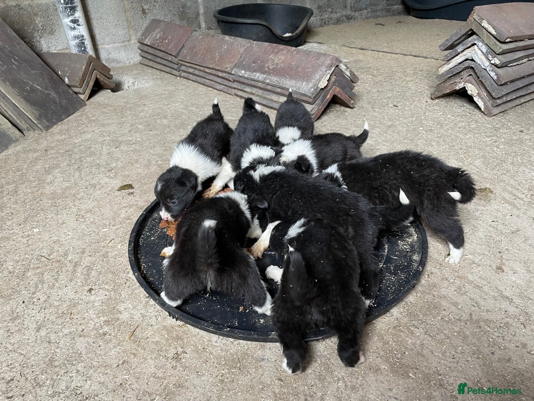 Welsh Collie dogs for sale: Welsh collie pups for sale  - Image 6