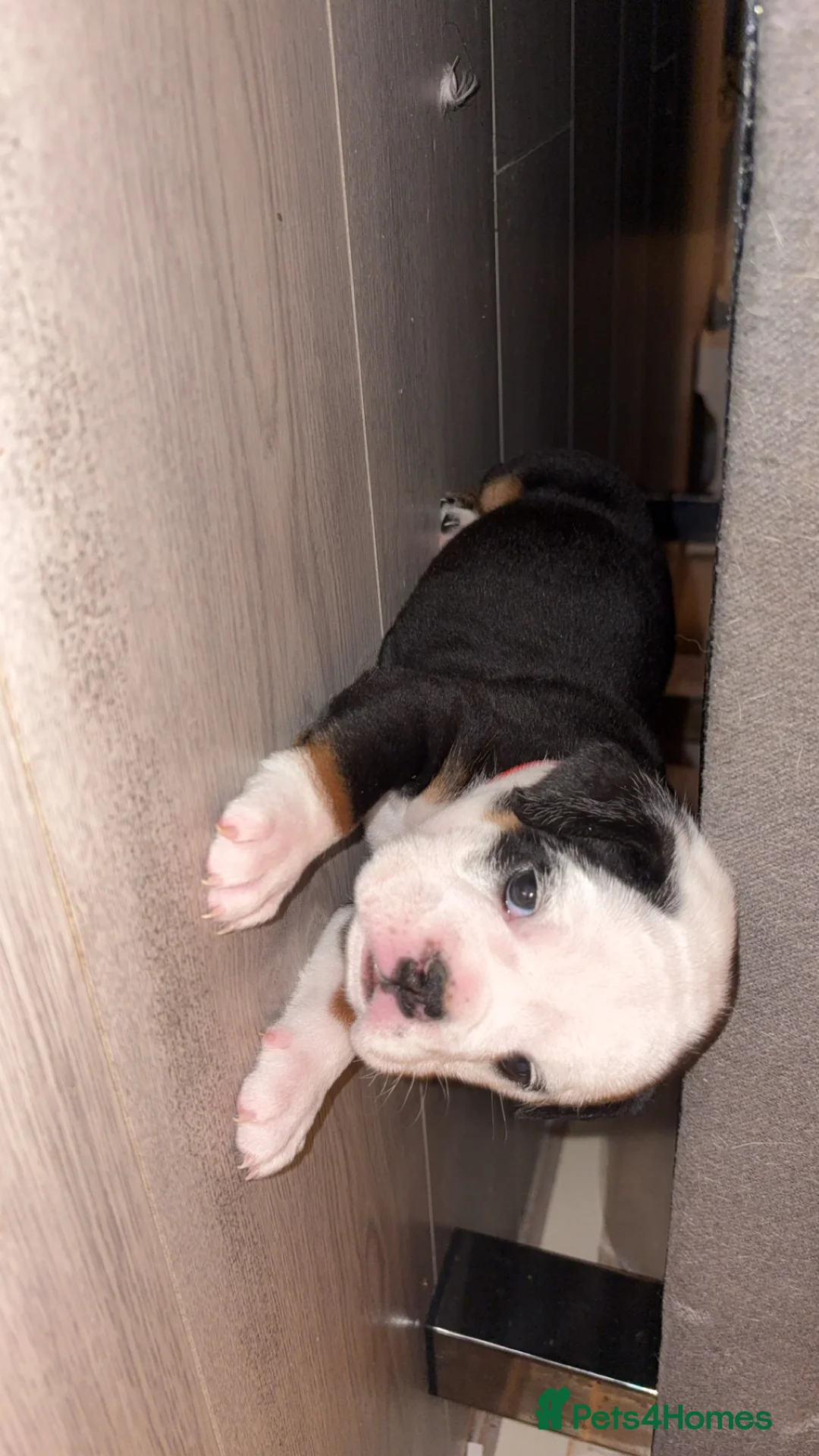 English Bulldog dogs for sale: Gorgeous English bulldog puppy NEBBR REGISTERD - Advert 11