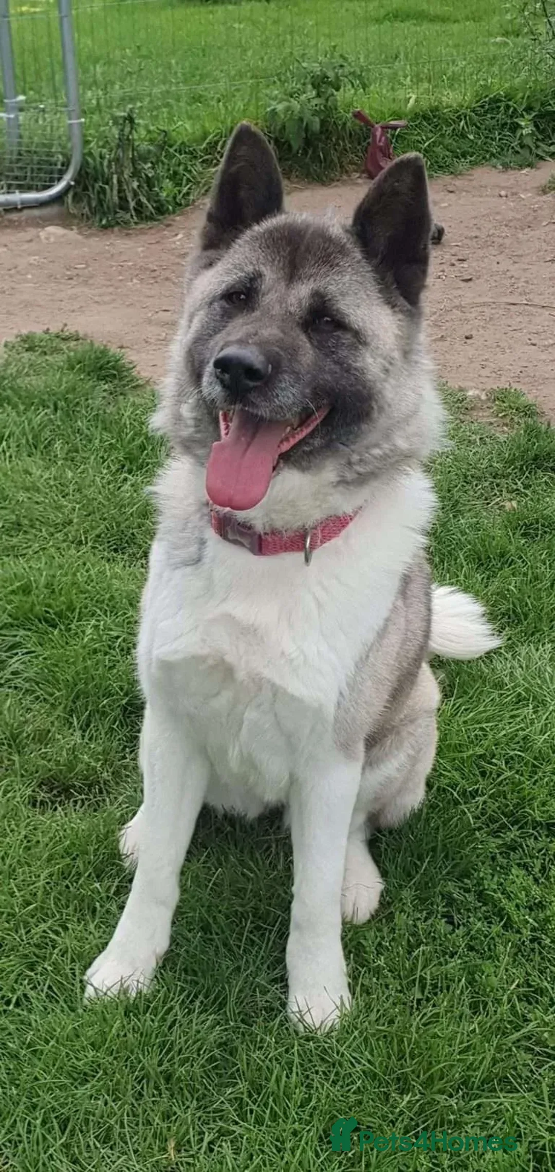 Akita dogs for adoption: Tigi  in Worksop - Advert 4