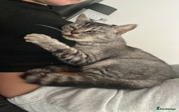 Bengal cats for sale: Lovely Female Cat - Image 2