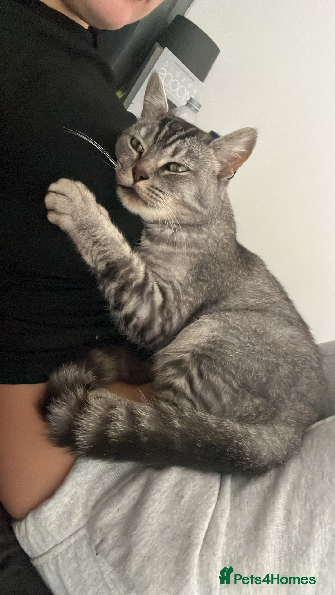 Bengal cats for sale: Lovely Female Cat - Image 2