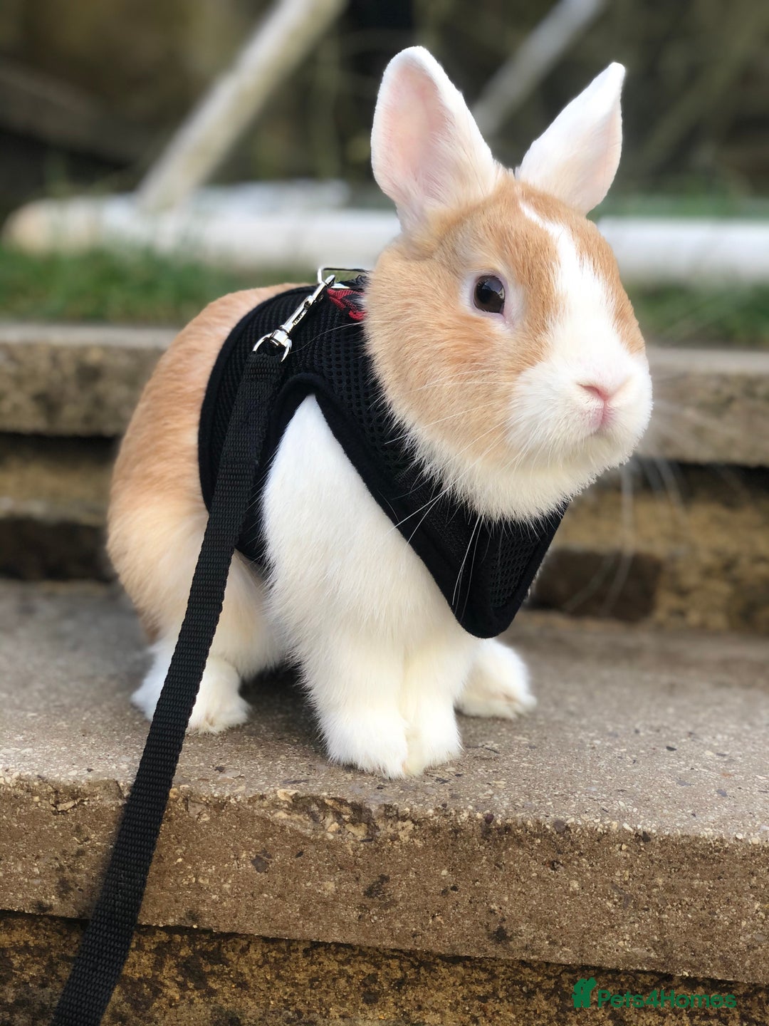 Netherland Dwarf rabbits for sale: Nertherland Dwarf/Dutch Rabbit - Read Description  - Image 6