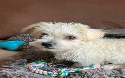 Bichon Frise dogs for sale: Baby boy Bichon Frise  - Image 2