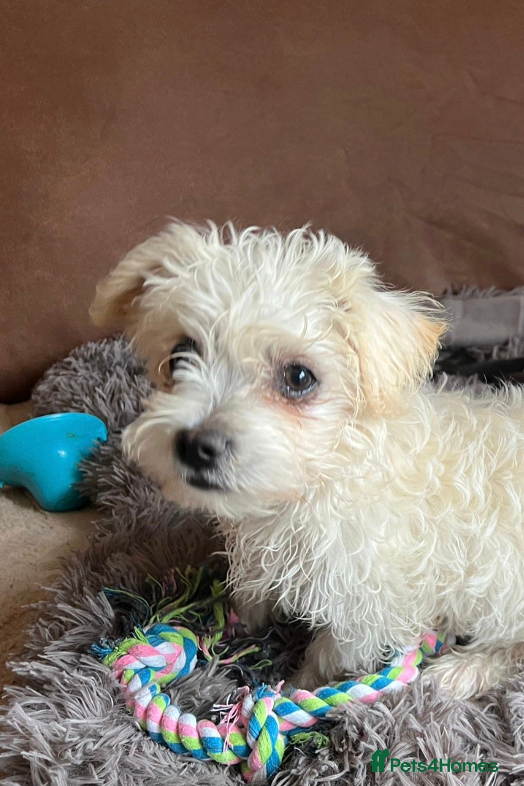 Bichon Frise dogs for sale: Baby boy Bichon Frise  - Image 2