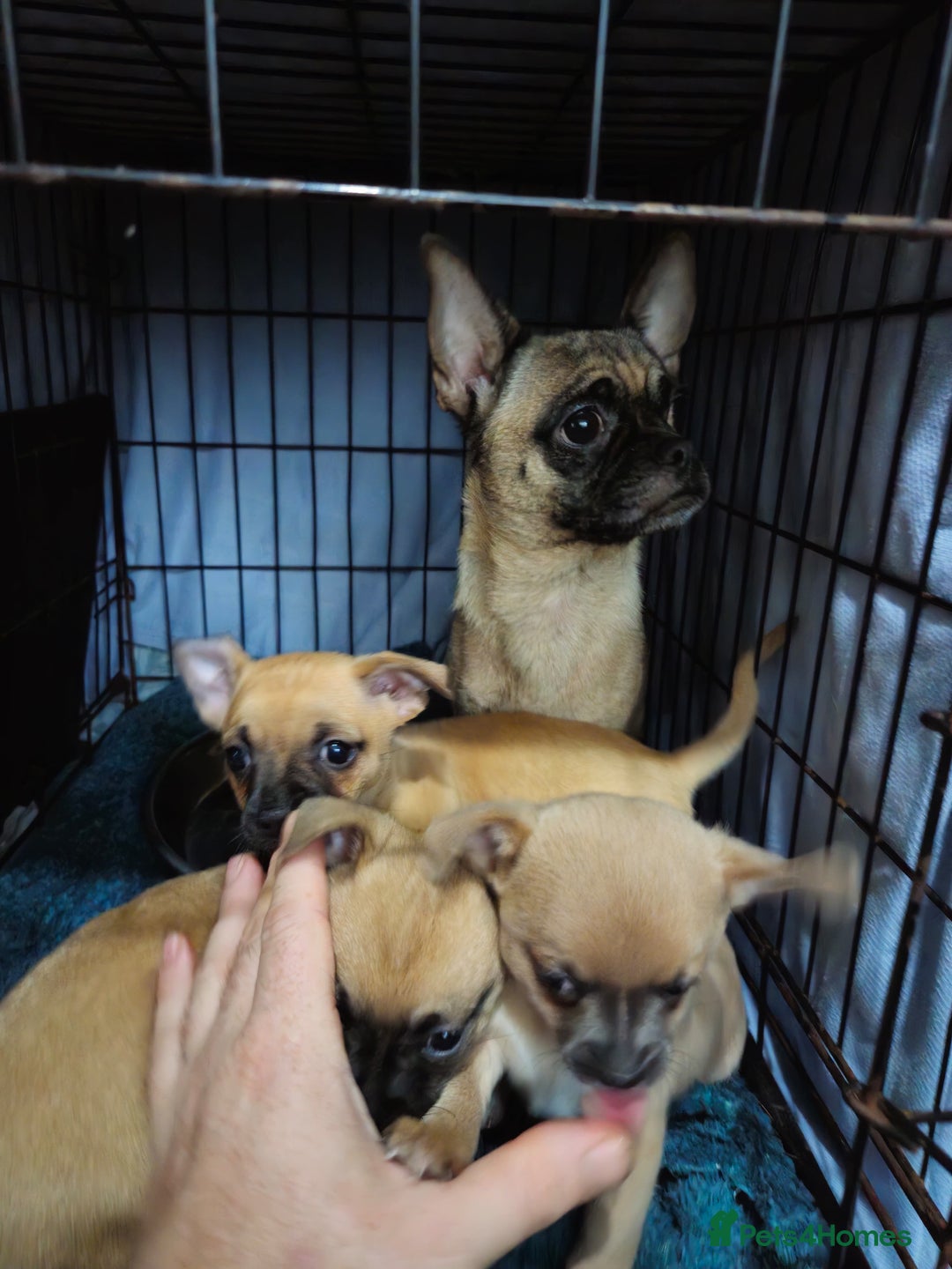 Chug dogs for sale: Beautiful chugs for sale  - Advert 11