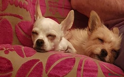 Chiweenie dogs for sale: Chihuahua pups - Image 2