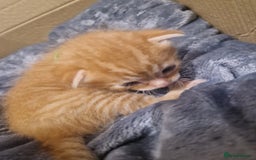 Mixed Breed cats for sale: Beautiful Kittens Available ✨️ in ELY - Image 11