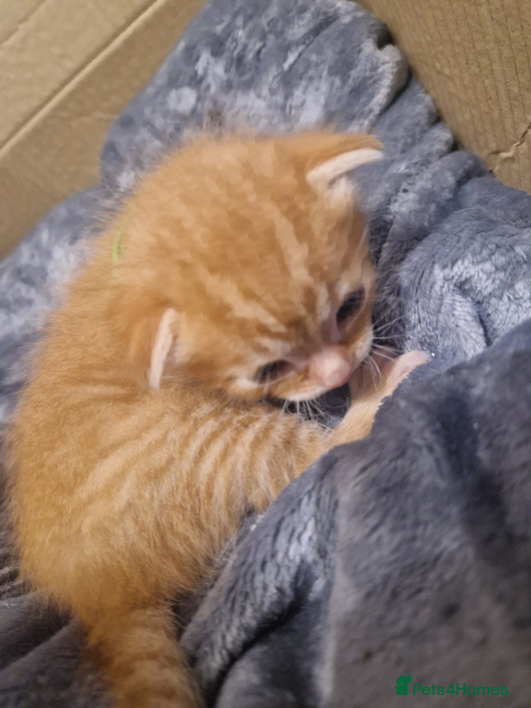 Mixed Breed cats for sale: Beautiful Kittens Available ✨️ in ELY - Image 11