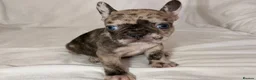 French Bulldog dogs for sale: Reduced to £1250. 1 boy 2 girls left - Advert 17