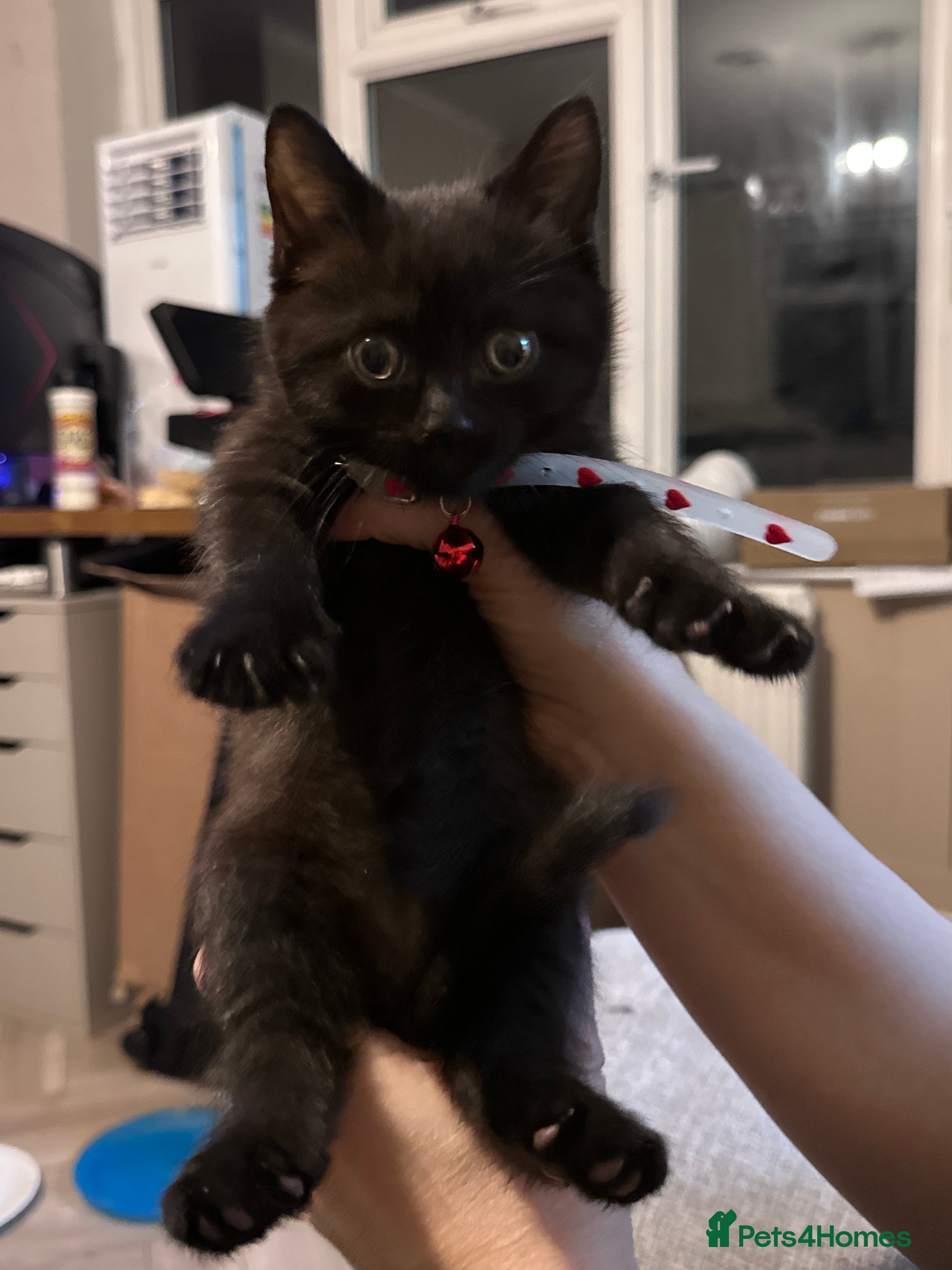 Scottish Fold cats for sale: Half Scottish fold kittens  in Bilston - Advert 9