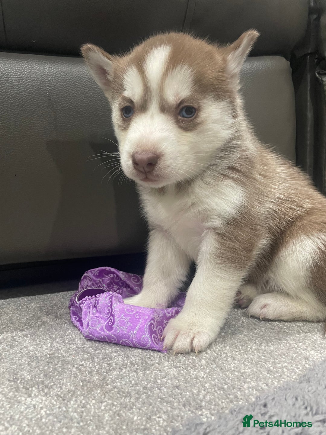 Siberian Husky dogs for sale: 6 beautiful Siberian huskies  - Advert 10