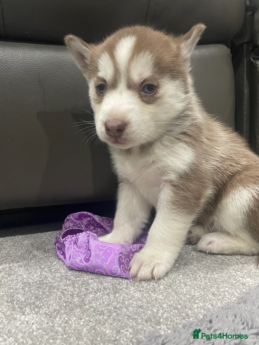 Siberian Husky dogs for sale: 5 beautiful Siberian huskies  - Advert 10