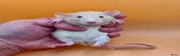 Rat rodents for sale: Pedigree Dumbo Rats - Advert 8
