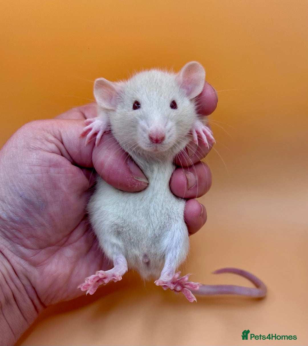 Rat rodents for sale: Pedigree Dumbo Rats - Advert 8