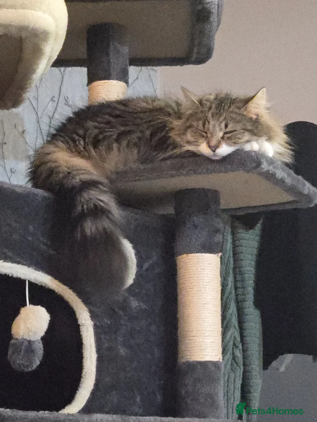 Siberian cats for sale: Tallulah nearly 3 year old siberian beauty in Ripley - Advert 1