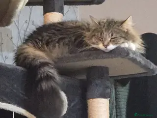 Siberian cats Tallulah nearly 3 year old siberian beauty - Advert 3