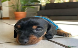 Miniature Dachshund dogs for sale: KC Registered Miniature Dachshund Puppies    - Image 11