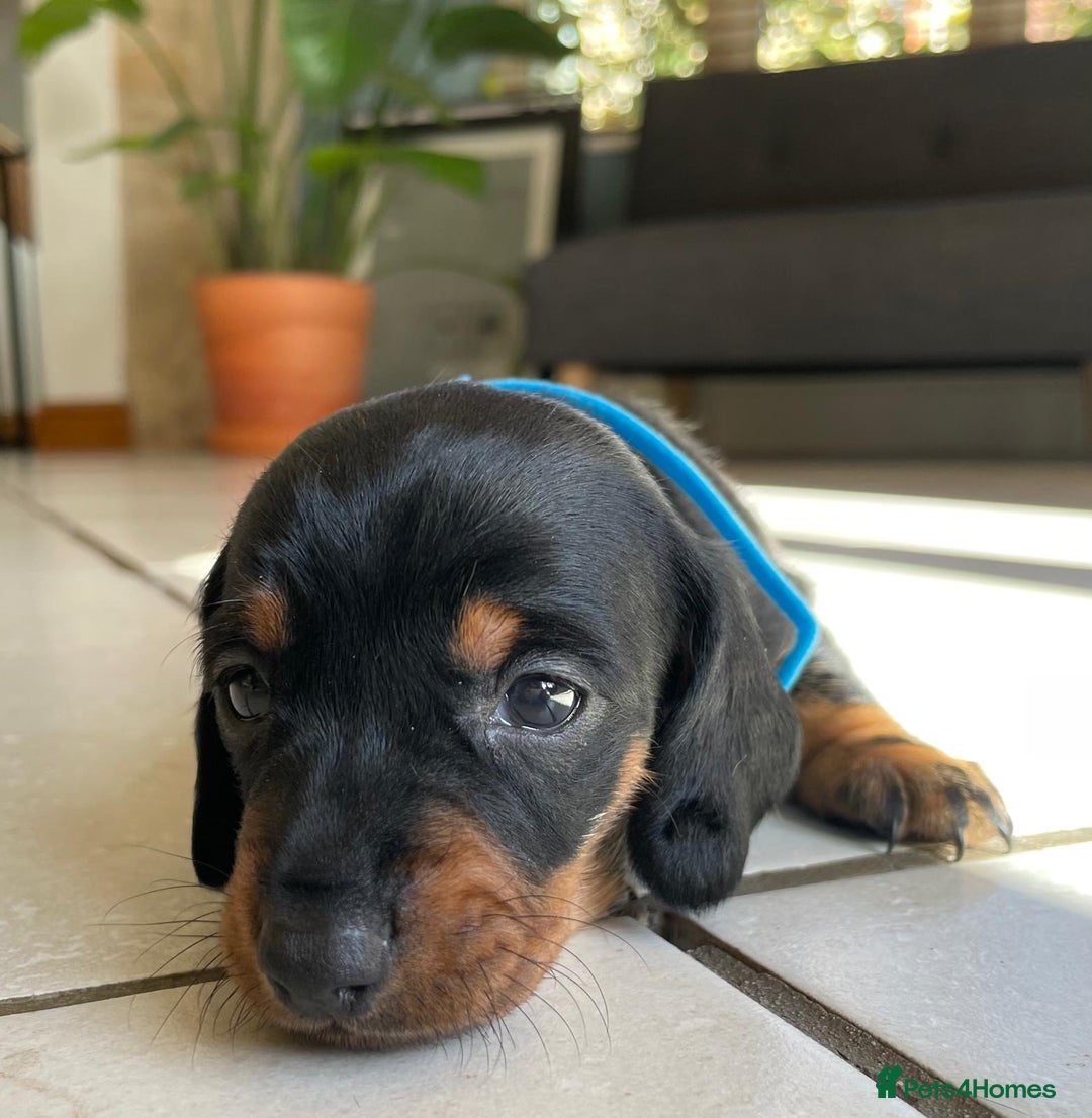 Miniature Dachshund dogs for sale: KC Registered Miniature Dachshund Puppies    - Image 11