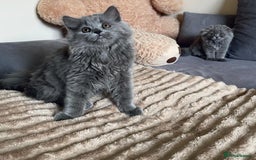 Scottish Fold cats for sale: Scottish fold Longhair - Image 15