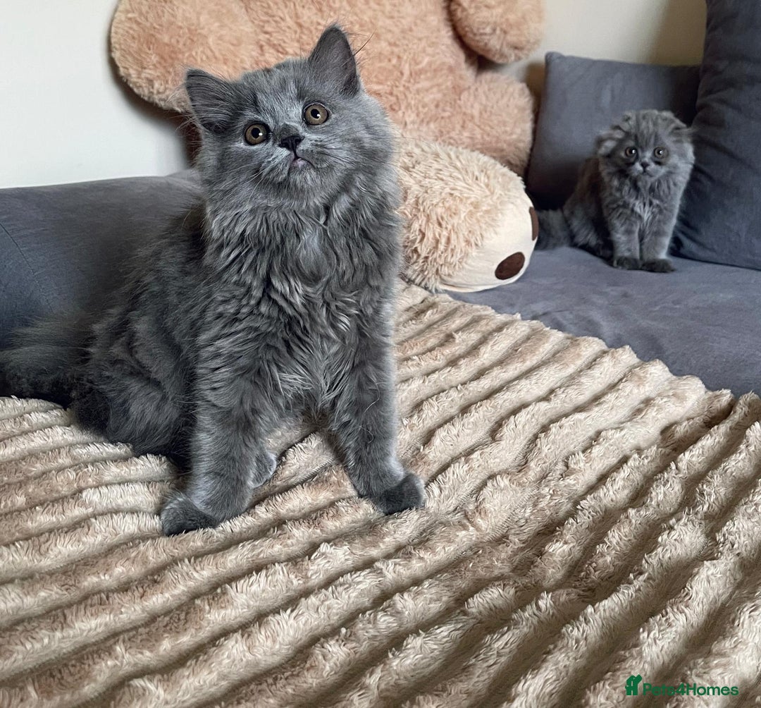 Scottish Fold cats for sale: Scottish fold Longhair - Image 15