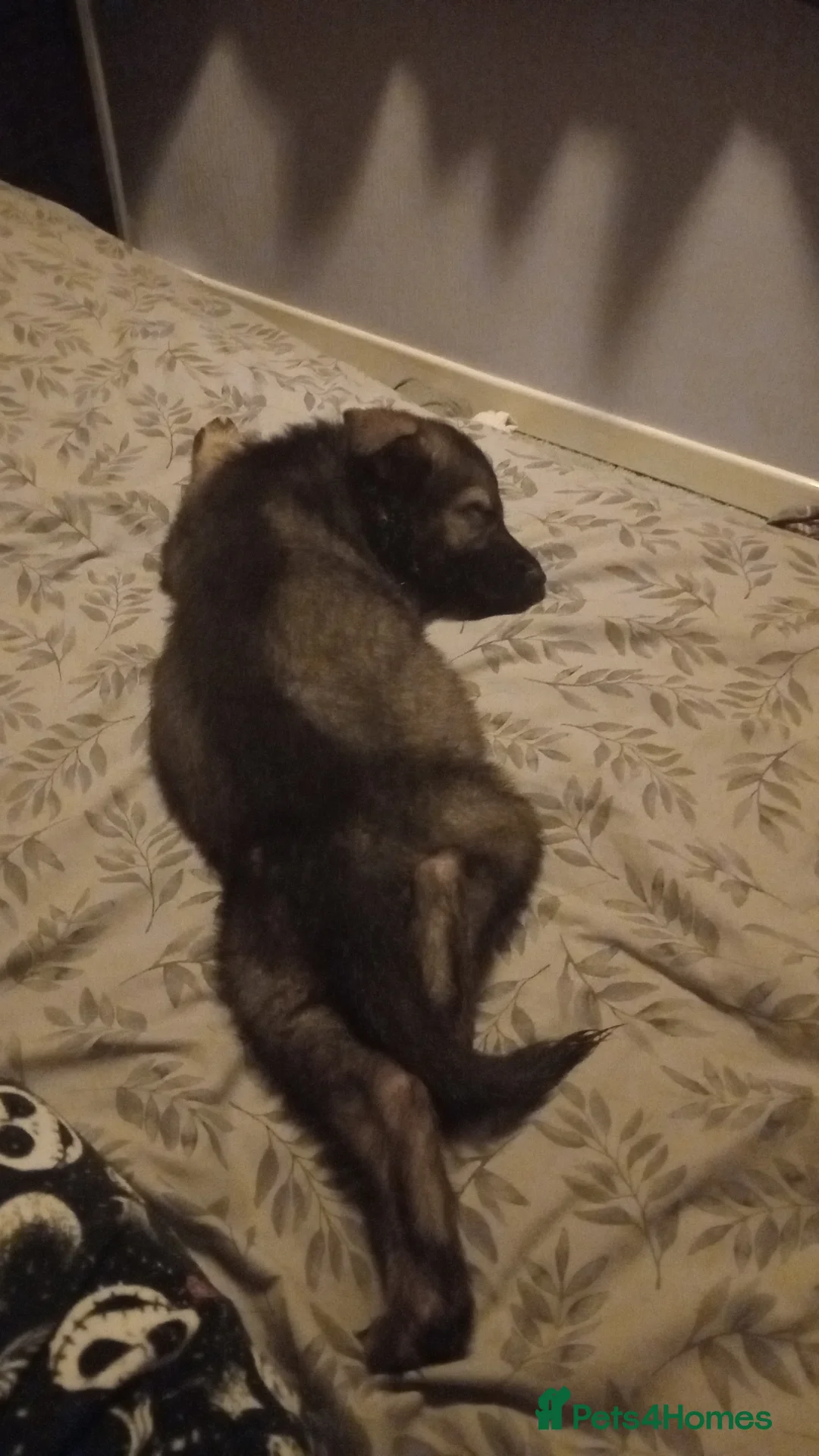 German Shepherd dogs for sale: 9 week old German shepherd  in Maidstone - Advert 2