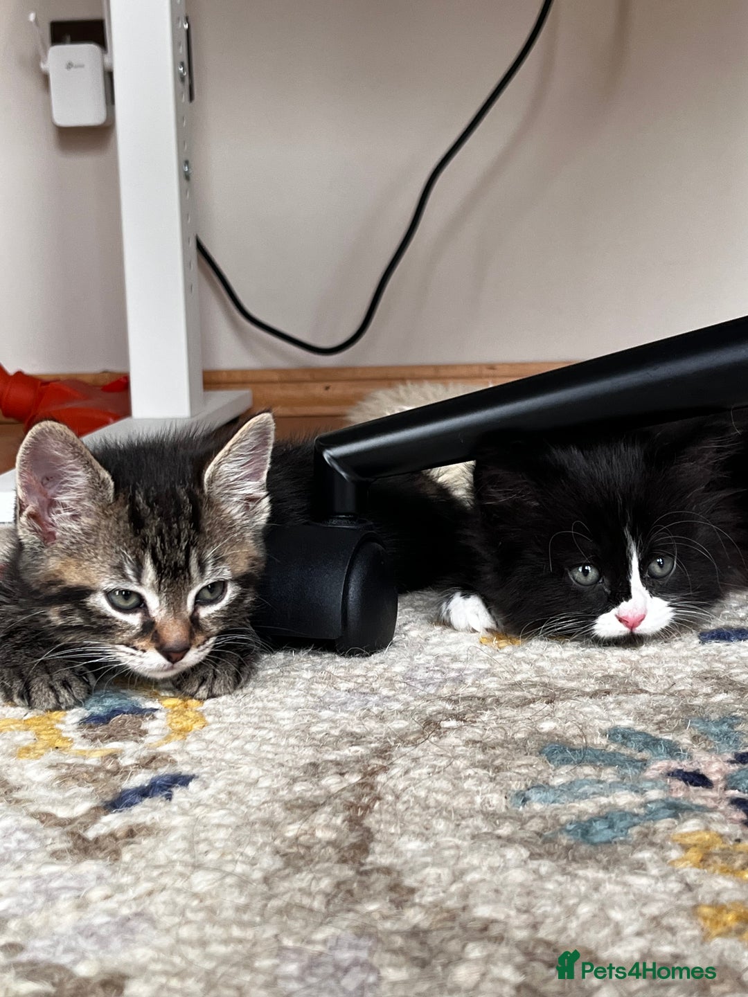 Mixed Breed cats for sale: Playful kittens ready to leave! - Image 2
