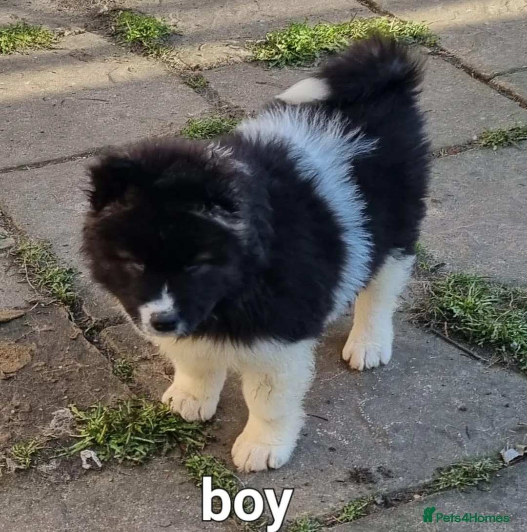 Akita dogs for sale: Akita puppies  in Peterlee - Advert 2