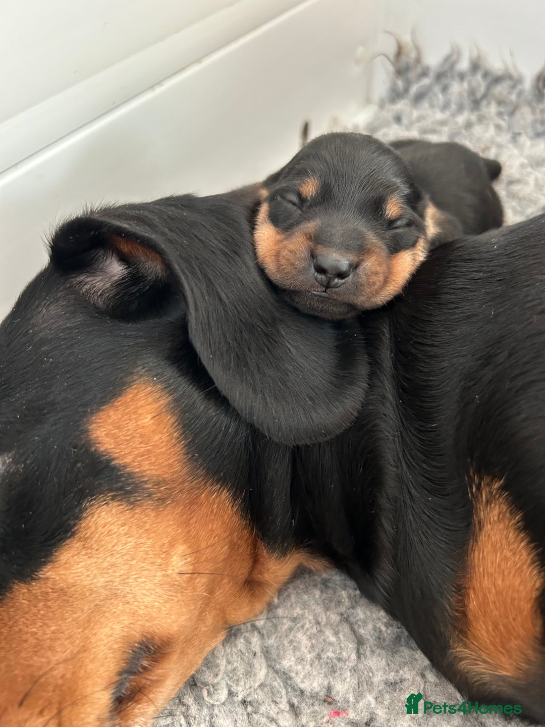 Miniature Dachshund dogs for sale: Miniature Smooth Haired Dachshunds  - Advert 3