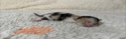 Mixed Breed cats for sale: Gorgeous litter of kittens - Advert 10