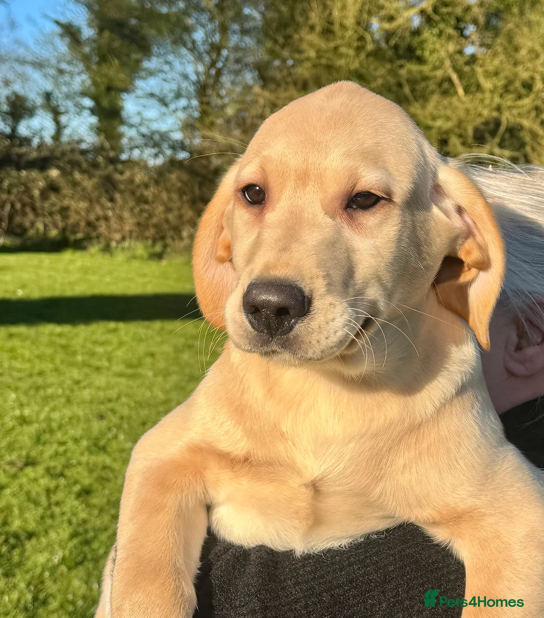 Labrador Retriever dogs for sale: KC Registered Puppies - Advert 1