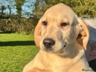 Labrador Retriever dogs KC Registered Puppies - Advert 1