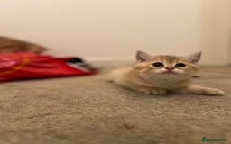 British Shorthair cats for sale: Only two boys left ready to go ❤️ - Image 22