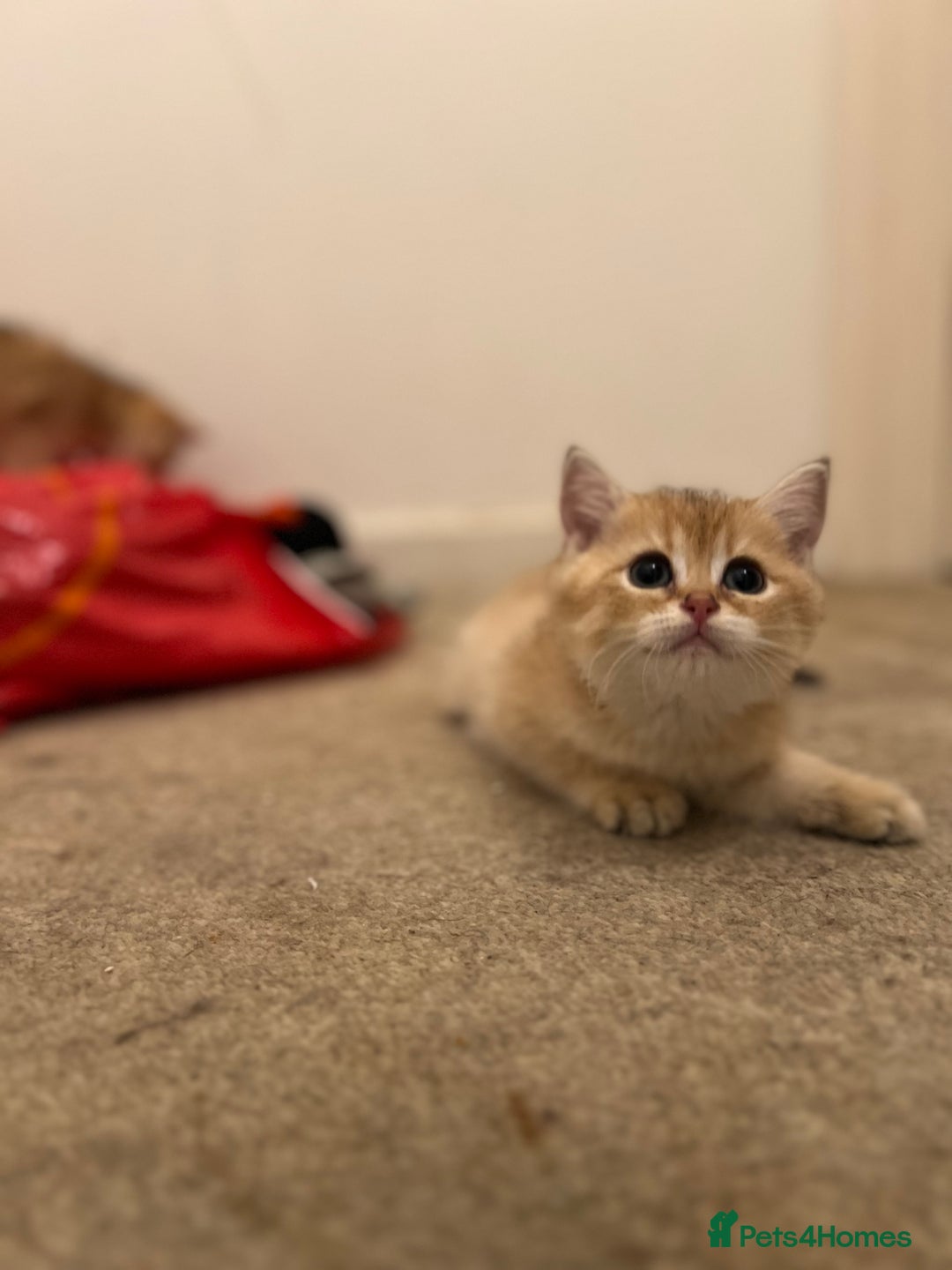 British Shorthair cats for sale: Only two boys left ready to go ❤️ - Image 22