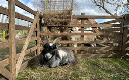 Goats livestock for sale: Pygmy goats  - Image 6