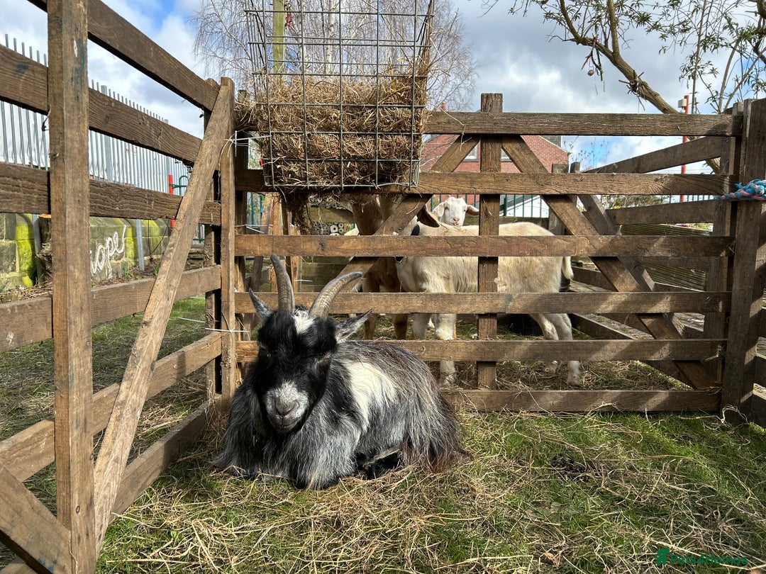 Goats livestock for sale: Pygmy goats  - Image 6