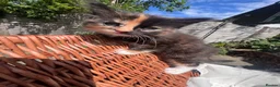 Mixed Breed cats for sale: 4 gorgeous fluffy rag doll mixed kittens - Advert 31