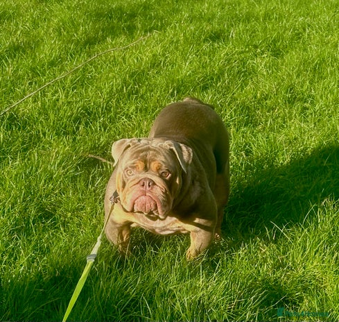 English Bulldog dogs in London - Advert 16