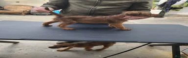 Irish Terrier 3