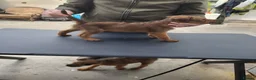 Irish Terrier dogs for sale: Irish terrier puppies for sale  - Advert 2