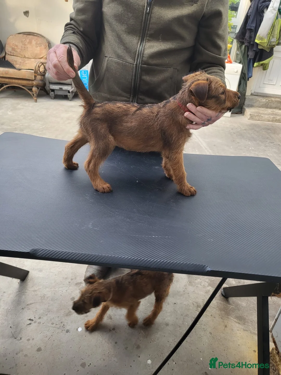 Irish Terrier dogs for sale: Irish terrier puppies for sale  - Advert 2