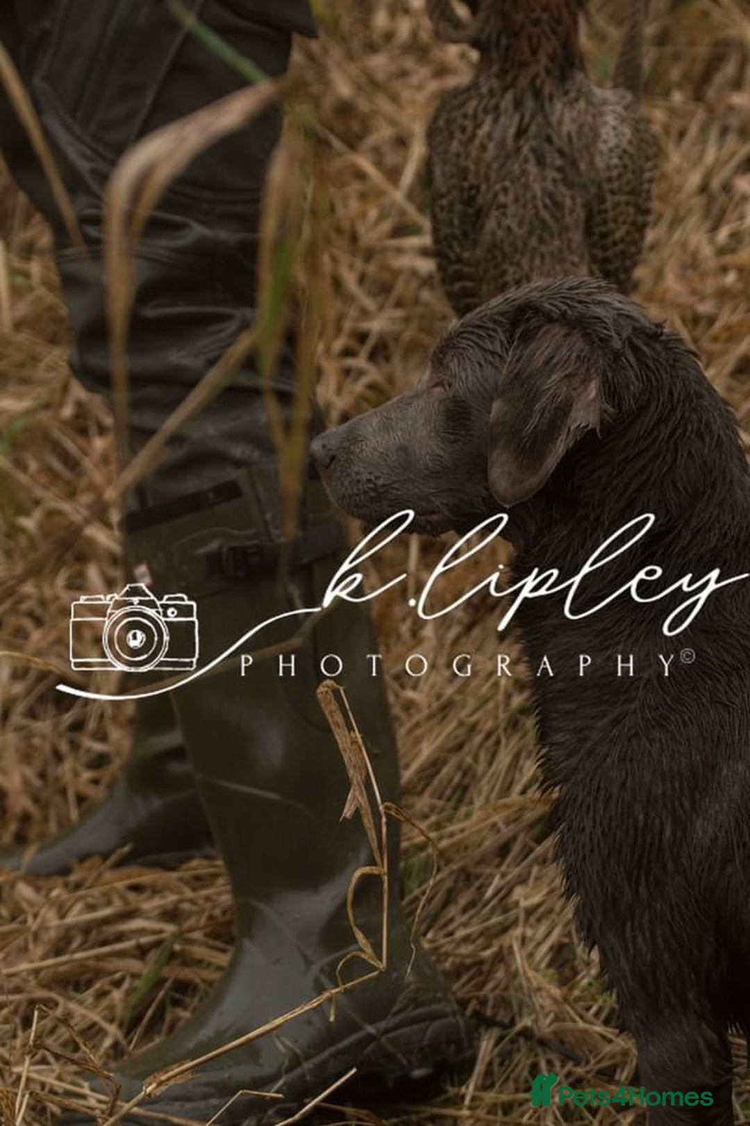Labradoodle dogs for sale: Winter’s Rare Silver & Merle Labradoodle Puppies - Image 9