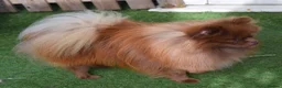 Pomeranian dogs for sale: Chocolate male pom - Advert 3