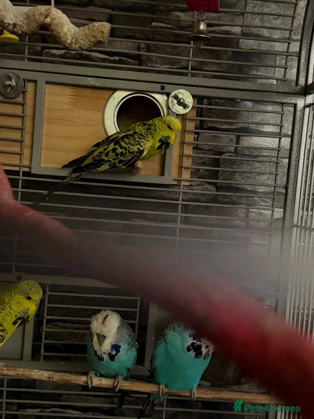 Budgerigars birds for sale: Mixed budgies in Stoke-on-Trent - Advert 3