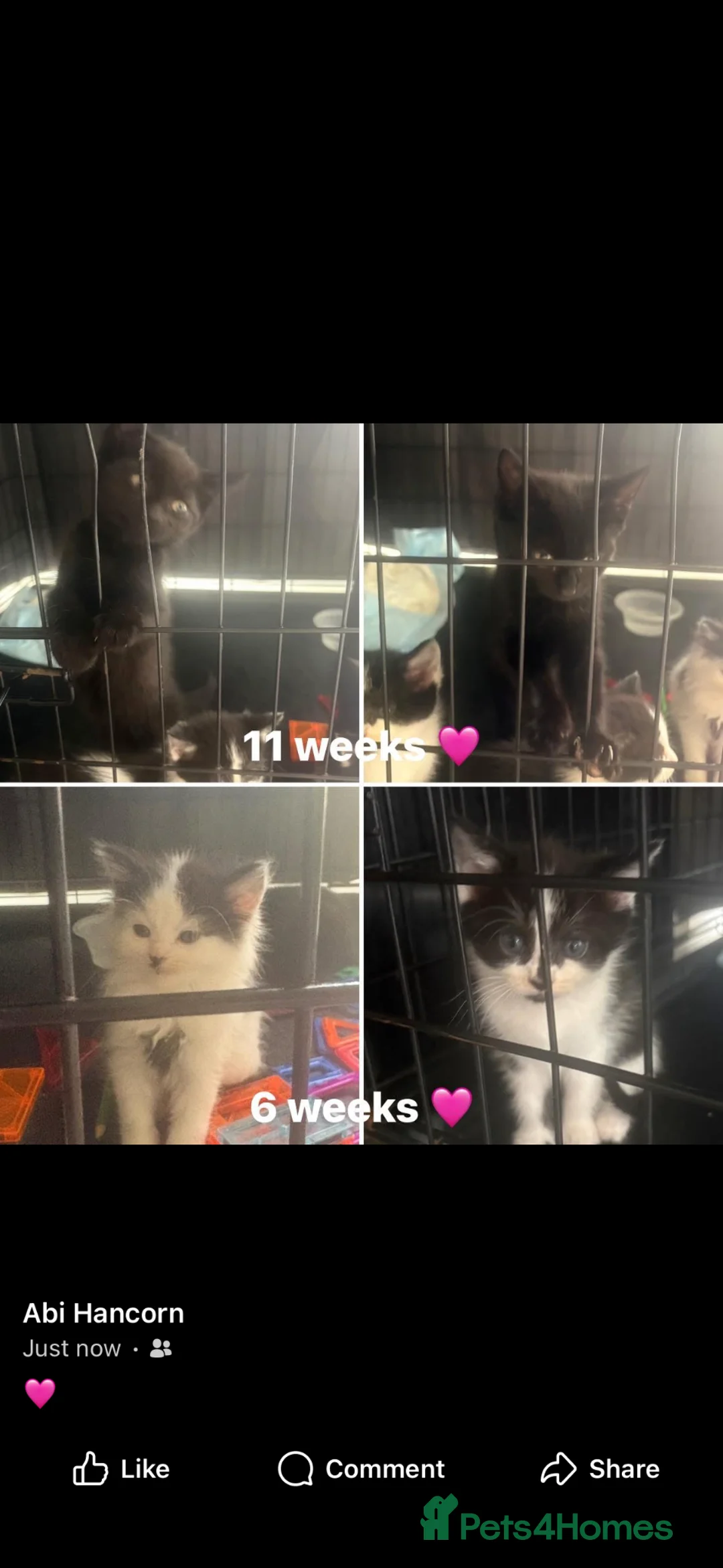Persian cats for sale: Half Persian - Advert 2