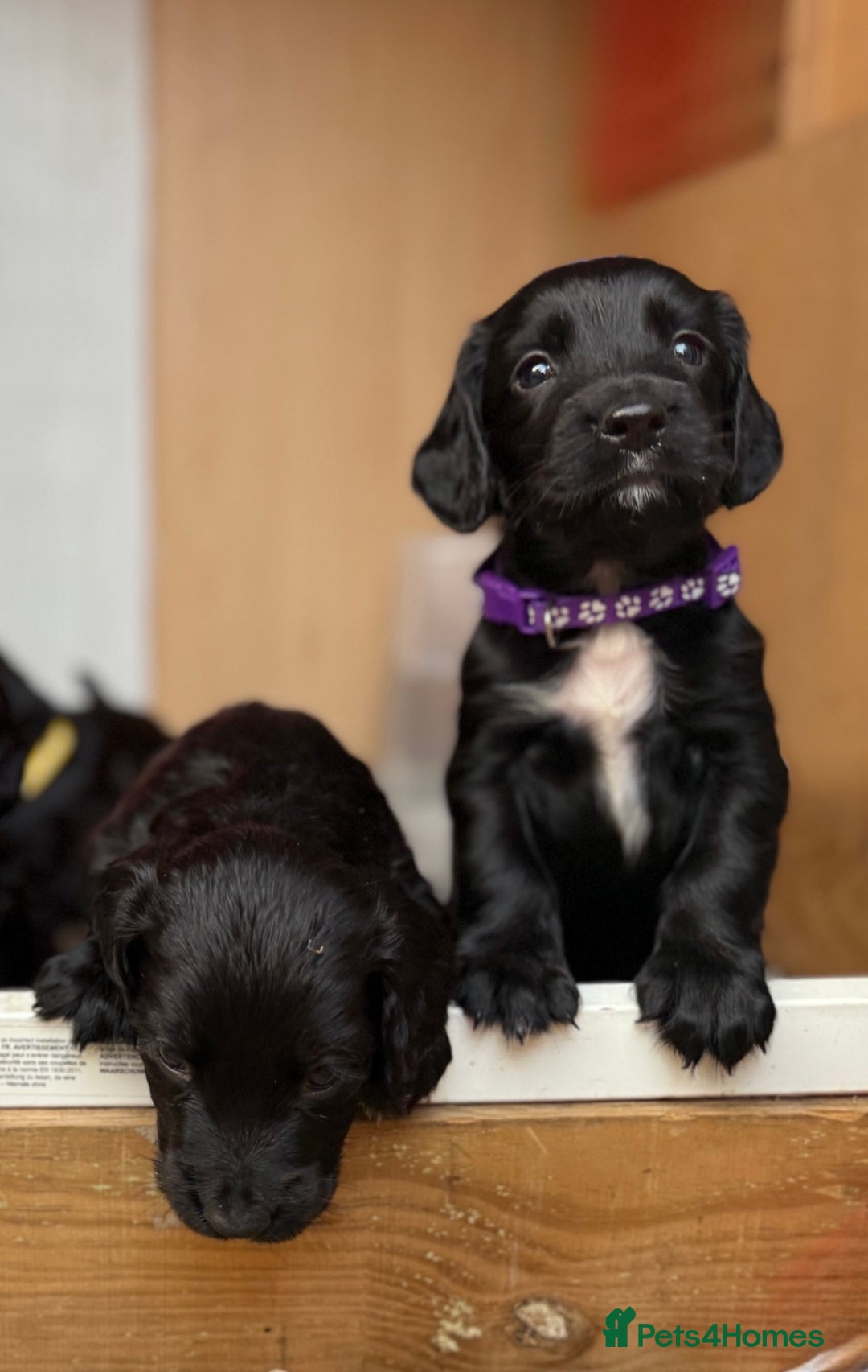 Cocker Spaniel dogs for sale: KC REG Cocker Spaniels - Image 7