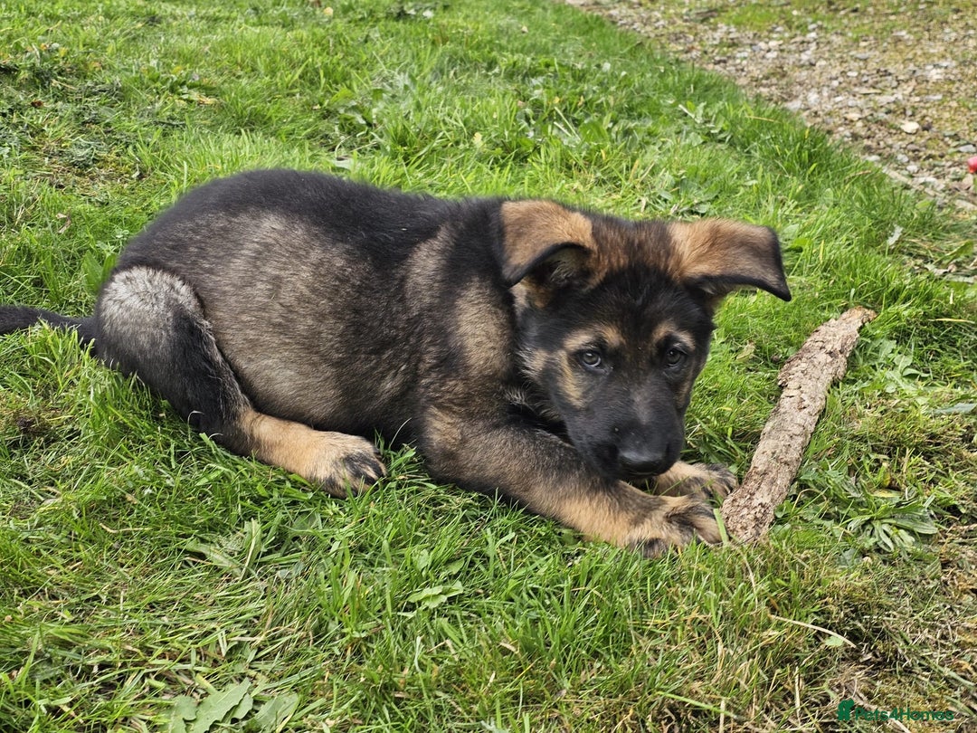 German Shepherd dogs for sale: Quality Kc Reg German shepherd - Image 4