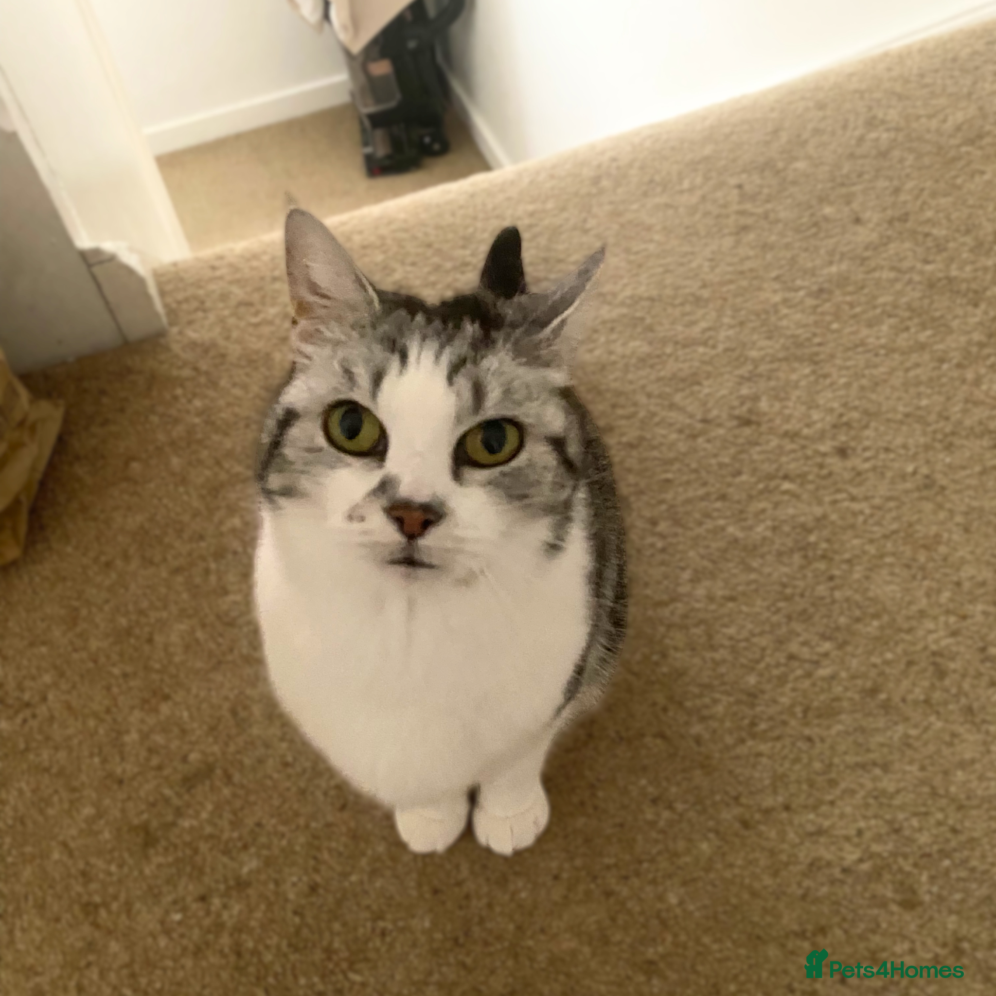 Mixed Breed cats A petite, affectionate lap cat - Advert 2